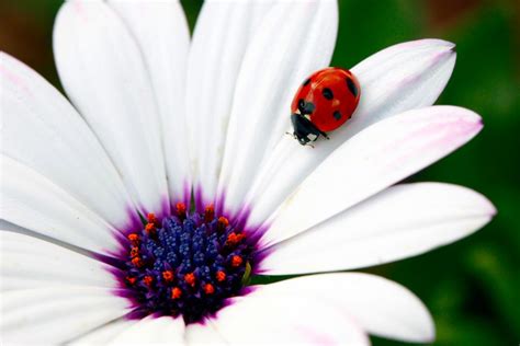 Ladybug Ladybug Beautiful Bugs Beautiful Nature