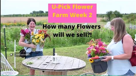 U Pick Flower Farm Week 2 Will We Have More Customers This Week