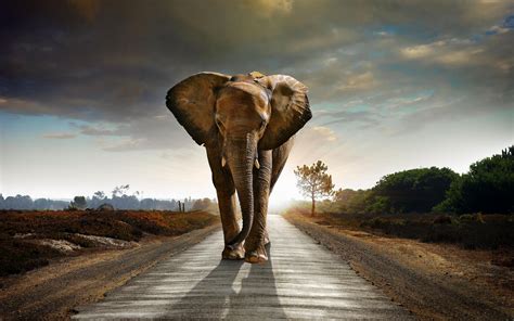 Wallpapers Elephant Wallpaper Cave