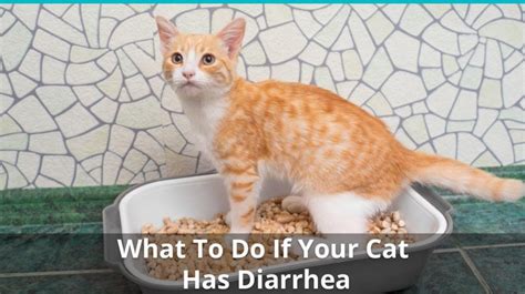 What Causes Diarrhea In Cats PetbabeClassroom