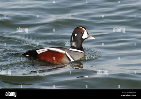 A Male Harlequin Duck Histrionicus Histrionicus Swims In The Waters