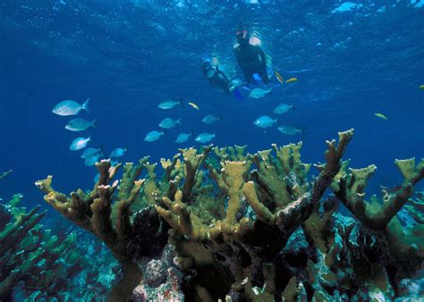 Free Images Sea Ocean Tropical Coral Reef Sports Habitat