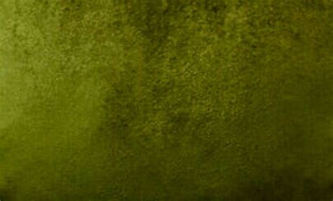 Luxury Upholstery Olive Green Velvet Fabric Fabric By The Etsy Hong Kong