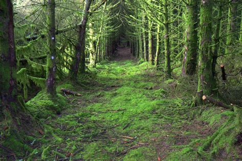 Mossy Forest Ireland Ivan Teage Flickr