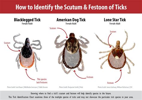 Where Are Ticks Most Commonly Found On Dogs
