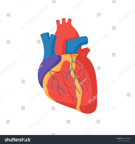 Human Heart Anatomy Organs Symbol Vector Stock Vector Royalty Free