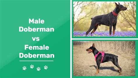 Male Vs Female Dobermans The Differences With Pictures Pet Keen