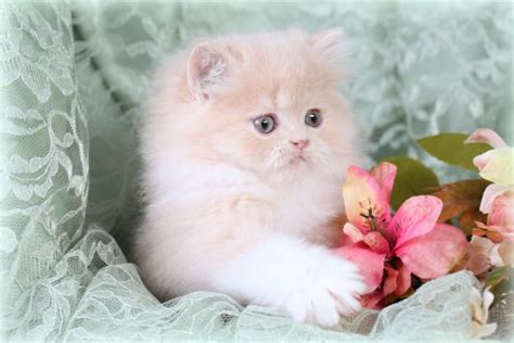 What is the rarest colored cat? Cream White Bi-Color Persian Kitten For sale PugglesUltra ...