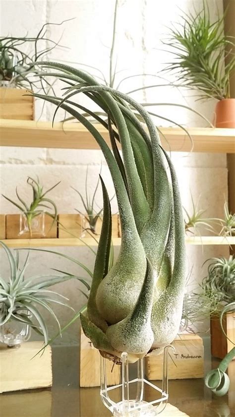 How To Water Air Plants The Right Way To Keep Your Air Plant Alive