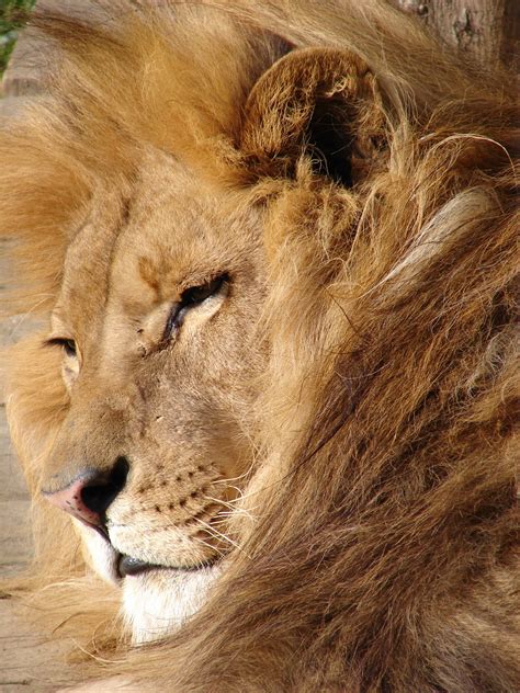 Images De Lions Animaux Les Plus Belles Photos Par Bonjour Nature