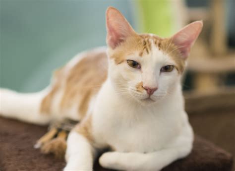 The Cat Museum hopes that you adopt a cat among the last 8 adult cats