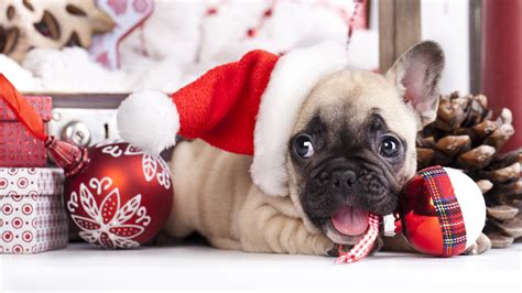 Wallpaper Christmas Dog Hat Balls French Bulldog 3840x2160 Uhd 4k