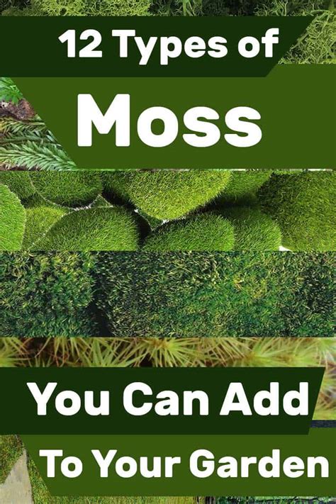 16 Types Of Moss You Should Know About