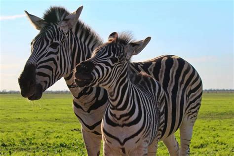 9 Differences Between A Zebra And A Horse Worldwide Nature