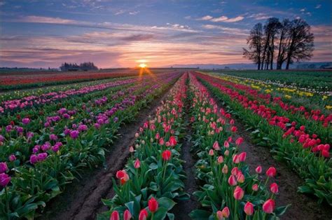 Cool Nature Pictures Tulip Flowers Wallpapers Tulip Flowers Wallpapers For Your Desktop