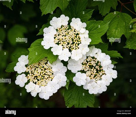 Cranberry Viburnum Viburnum Trilobum Flower Clusters Called Corymbs