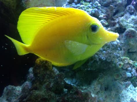 Yellow Tang Care Guide Fish Size Facts Photos Tank Mates