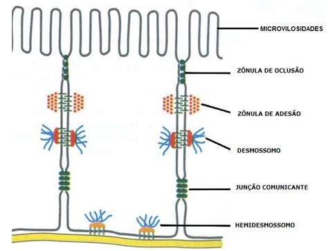 Biologia Tipos De Célular E Membrana Plasmática