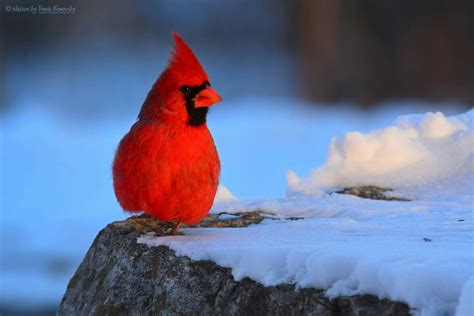 Male Northern Cardinal Bird Photography Beautiful Birds Animals
