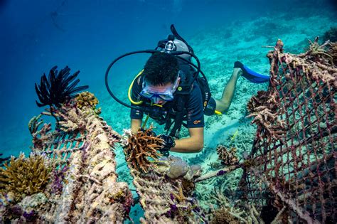 Biorock Coral Reef Restoration Volunteer In Indonesia