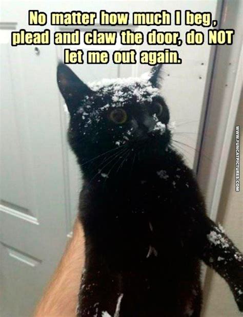 Snow Fun Cat Pictures