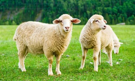 Sheep Animal Facts Ovis Aries A Z Animals