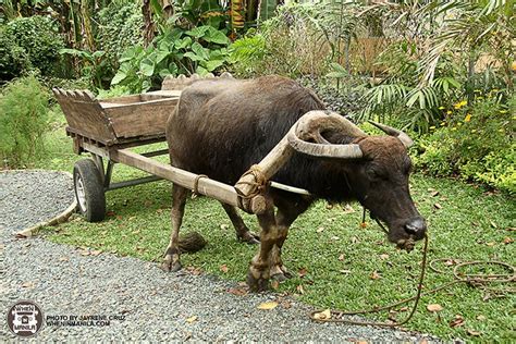 Holy Carabao More Than Just A Farm When In Manila