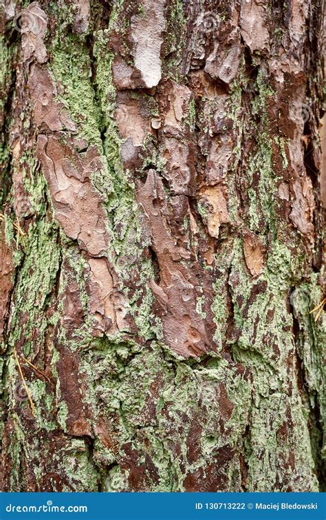 Pine Tree Bark Covered With Green Moss Stock Photo Image Of Brown