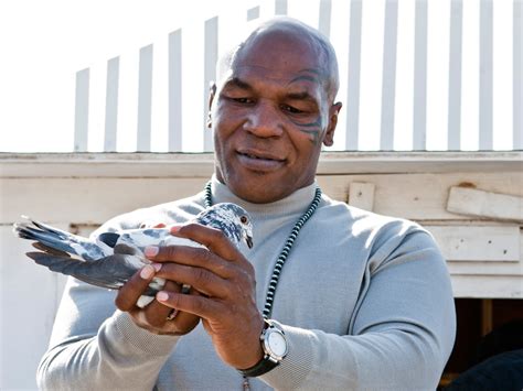 Peta Slams Mike Tyson For His Pigeon Racing Tv Show Cbs News