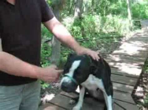 Check spelling or type a new query. Dog Training - How To Use A Gentle Leader - YouTube