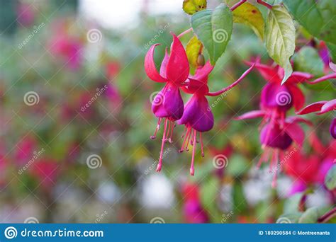 Lady S Eardrops Flower On Nature Background Stock Photo Image Of