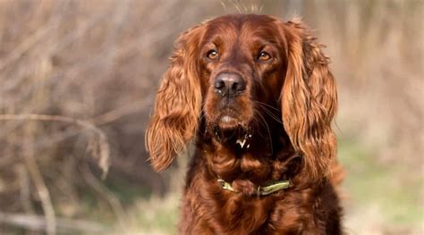 Irish Setter Dog Breed Information: Facts, Traits, Pictures & More