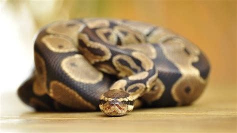 Complete Ball Python Breeding Guide Timeline Incubation And More