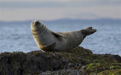 Seal Seals Smile Rock Animal Nature Animals