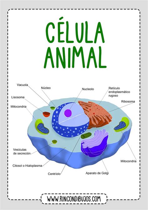 Las Partes De La Celula Animal Rincon Dibujos Célula Animal Clase