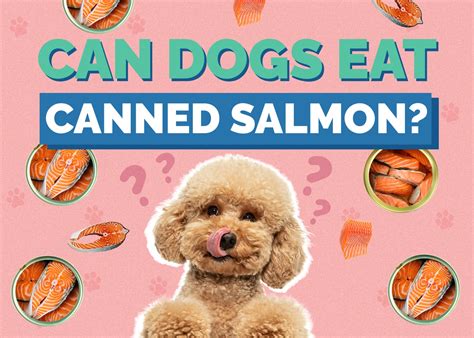 Can Dogs Eat Canned Salmon Vet Reviewed Facts And Health Guide Hepper
