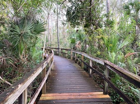 La bande de forêt humide appelée fakahatchee strand (floride, usa), marécage de palmiers royaux et de cyprès chauves. Big Cypress Bend Boardwalk (Naples) - 2020 All You Need to ...