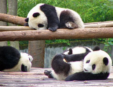 49 1 adorable animal cute. Cute Baby Panda Pictures | Amazing Creatures
