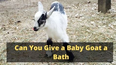 Showering with your baby, if done safely, can be a fun experience for both of you. Can You Give a Baby Goat a Bath - The Livestock Expert