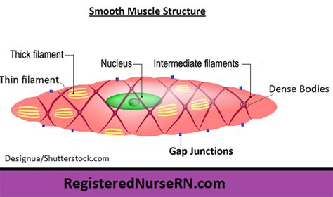 They work automatically without you being aware of them. Smooth Muscle Anatomy: Mnemonic, Contraction, Multi-unit ...