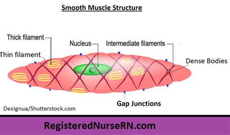 Biceps brachii is one of the main muscles of the muscle tissue is also found inside of the heart digestive organs. Smooth Muscle Anatomy: Mnemonic, Contraction, Multi-unit ...