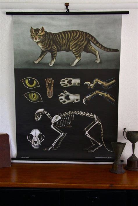 Domestic Cat Zoological Wall Chart Design By Empirical Style Modern