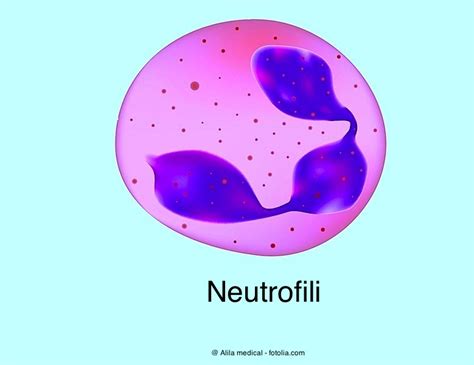 Neutrofili Alti O Bassi Cause E Terapia