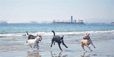 The sf spca is the place for pet adoptions. 11 Great Dog-Friendly Beaches in California