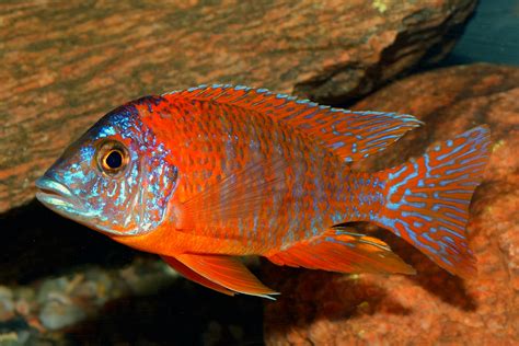Find african cichlids for sale at liveaquaria.com. Peacock Cichlids Fish Breed Information and Pictures ...