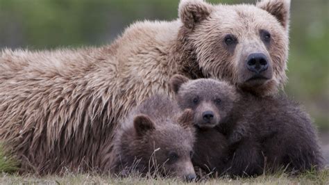 Animal Bear with 2 Beautiful Cub | HD Wallpapers