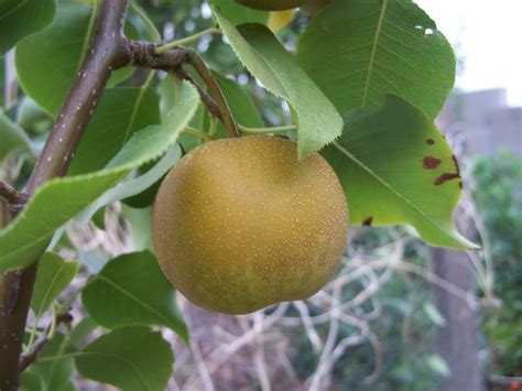 Trees That Please Nursery Shinko Asian Pear