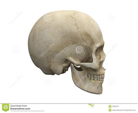 Human Skull Bones Side View Stock Images Image 18500714