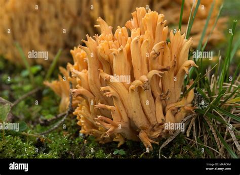 Coral Fungus Ramaria Flava Dolomites Italy Stock Photo Alamy