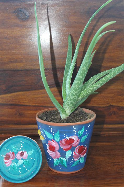 Aloes are a widely grown species of ornamental plants. Why to grow aloe vera plant indoor - natural healthy lifestyle